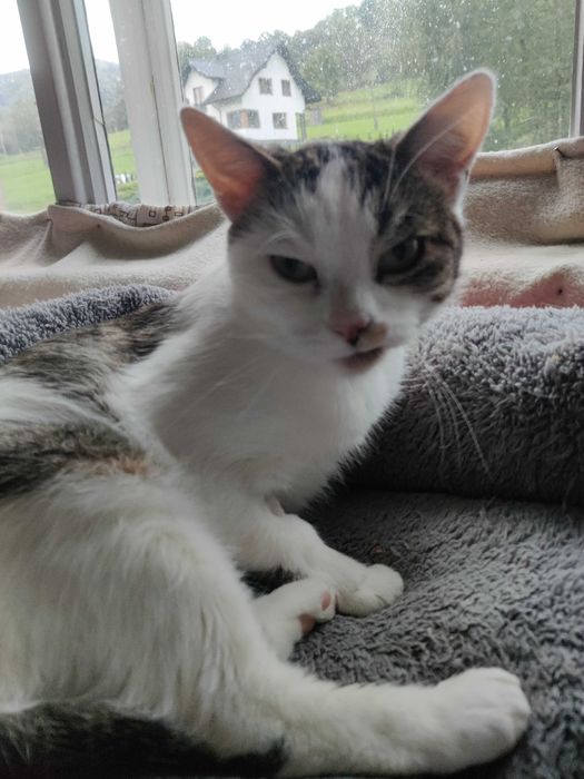 Młoda ok. 2 letnia koteczka do adopcji