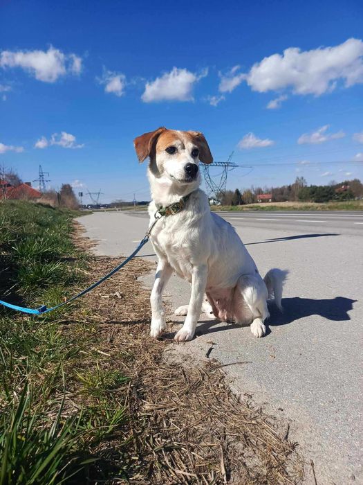 Florka, nieduża sunia do kochania i przytulania.