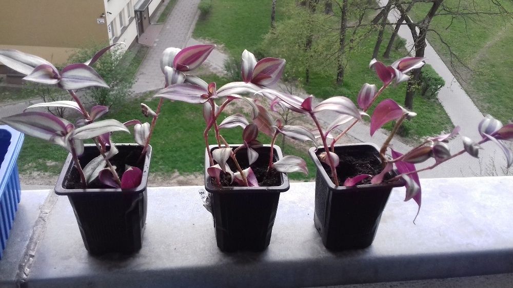 Roslina Trzykrotka ozdobna lub terrarium