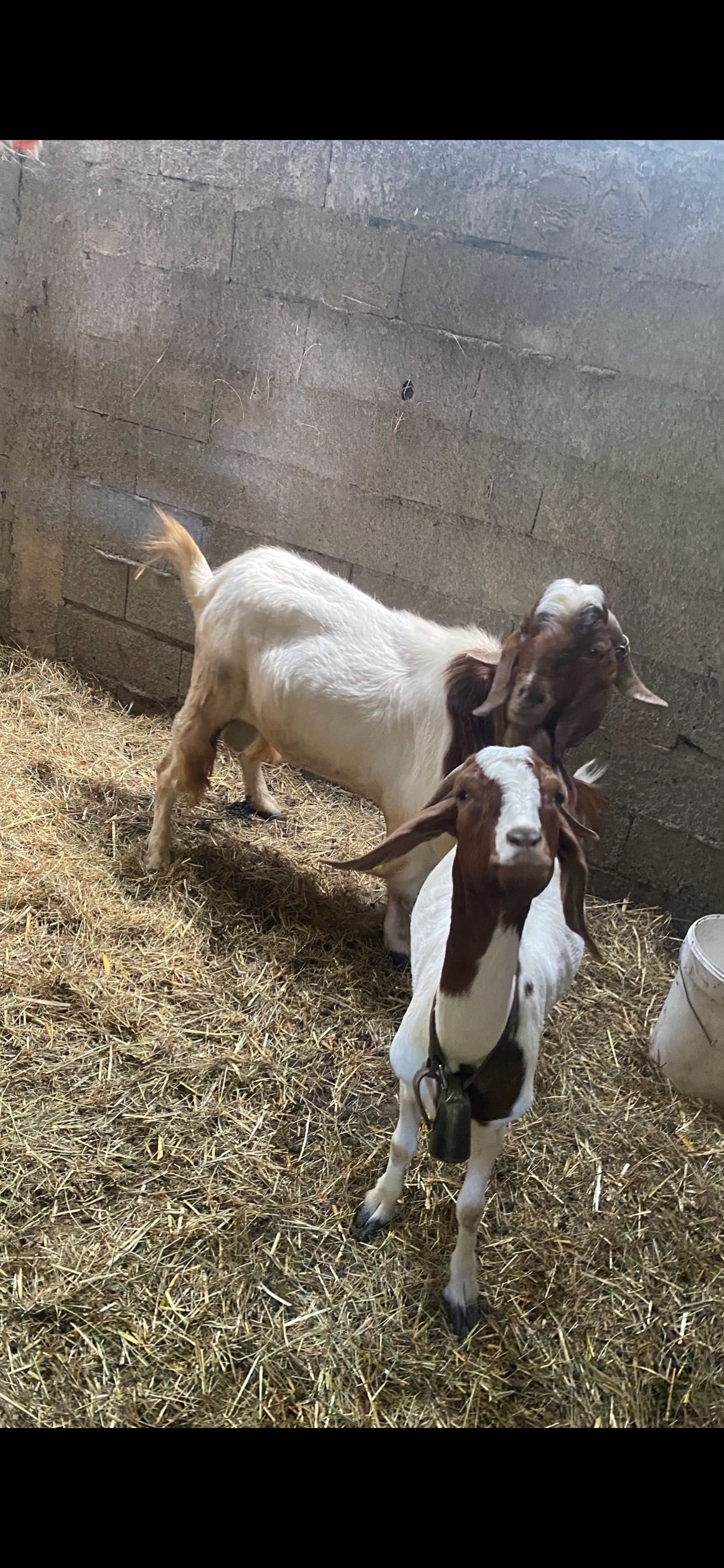 Vendo casal da raça boer