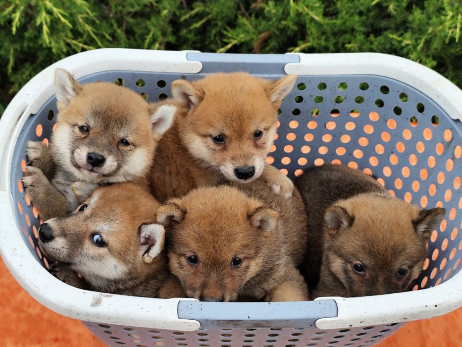 Шиба /Сіба Іну цуценята