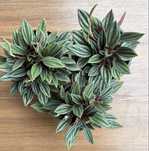 Peperomia Rosso (Пеперомія Россо)