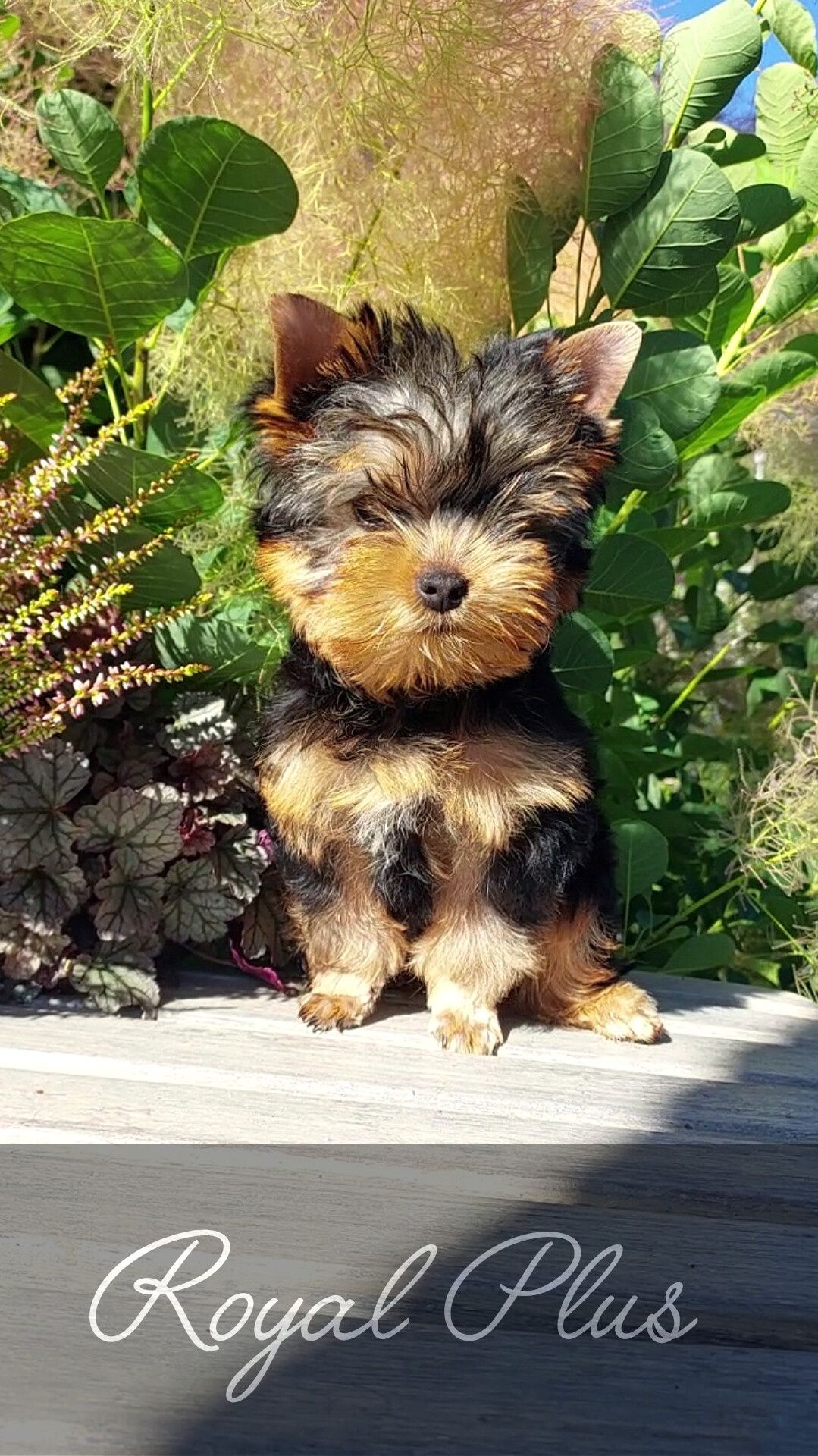 Yorkshire terrier szczeniak york  ZKwP FCI