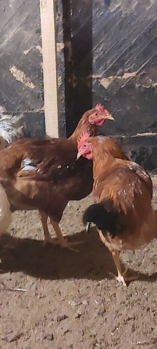 Молодые петушки Доминанта