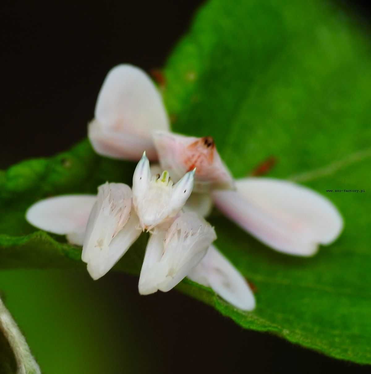 Modliszka Storczykowa Helvia cardinalis Hymenopus coronatus