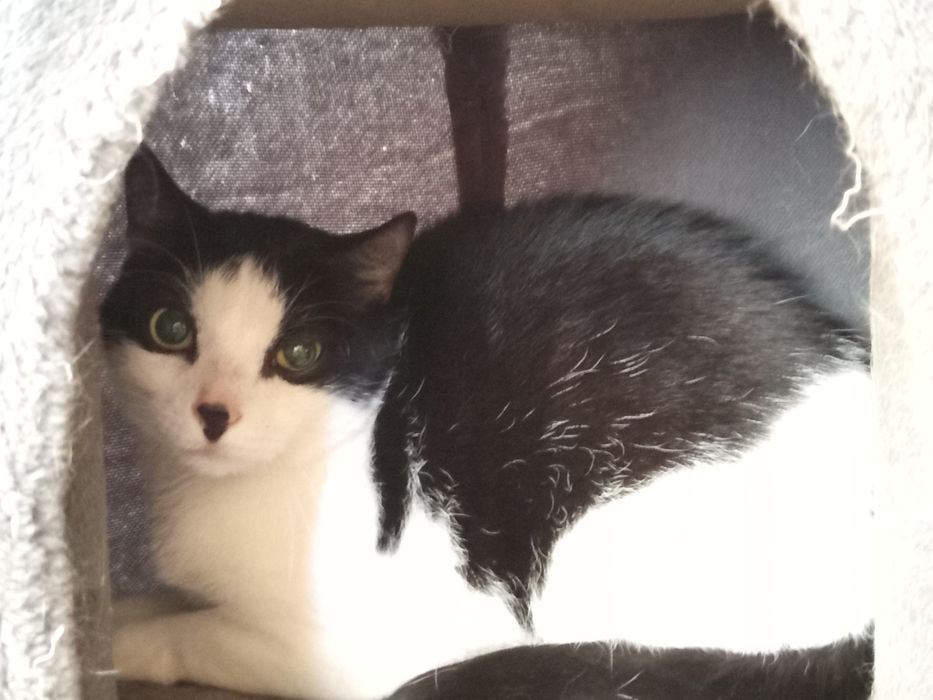 Gacek, który został sam po śmierci właścicielki szuka domku