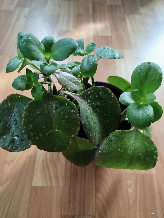 Каланхое червоний,алое Вера