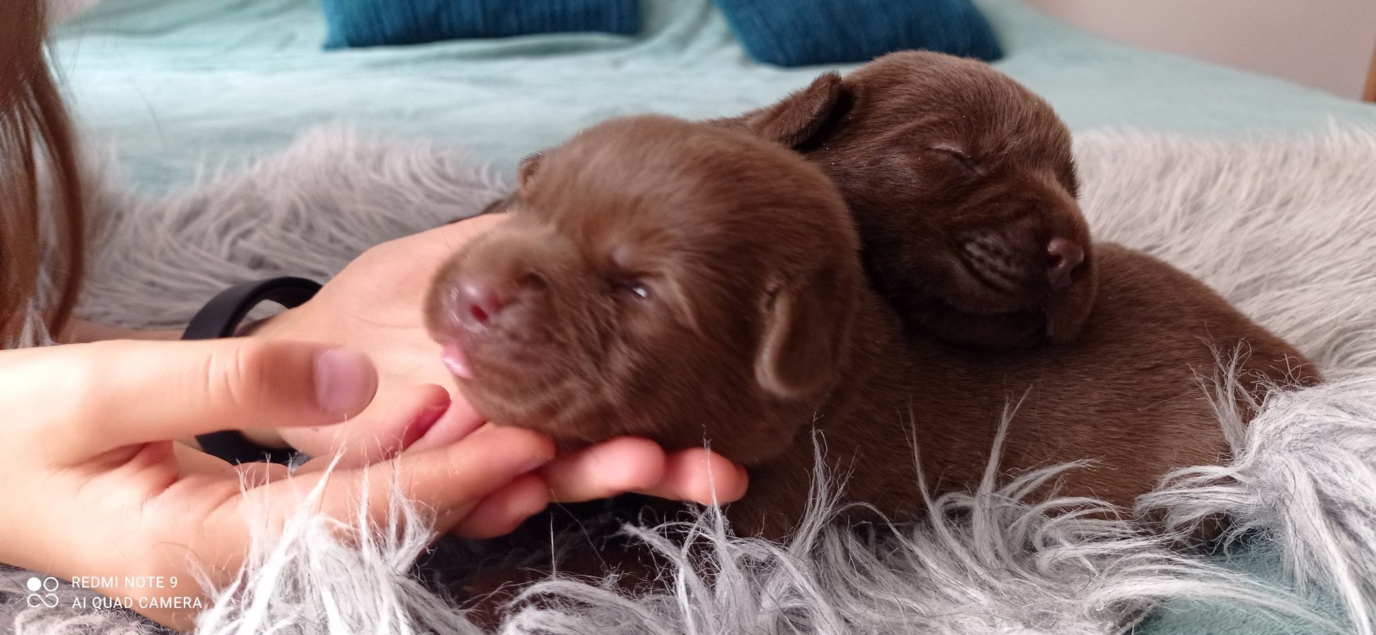 Labrador czekoladowy