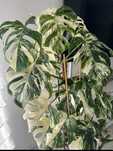 Monstera Variegata