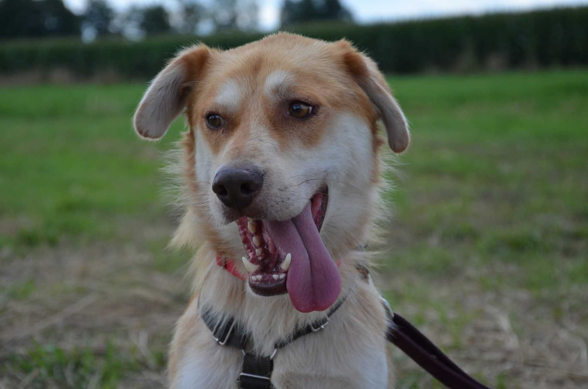 Biszkopt - uroczy psiak prosi o dom ADOPCJA