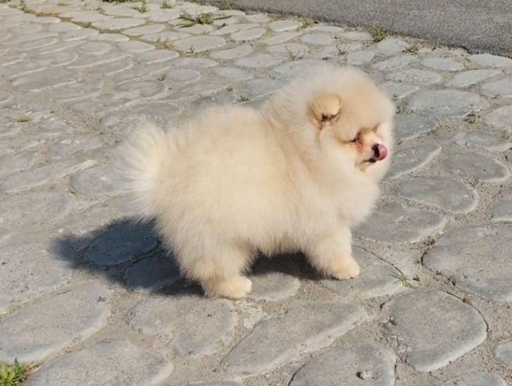 Хлопчик без браку, КСУ, 3 місяці