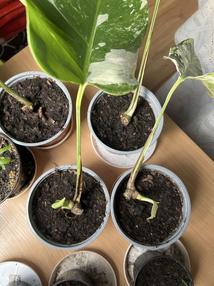 Monstera wariegata