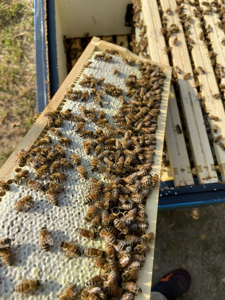 Odkłady pszczele - pszczoły