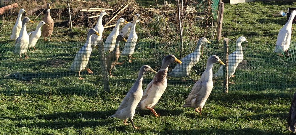 Kaczki biegusy indyjskie