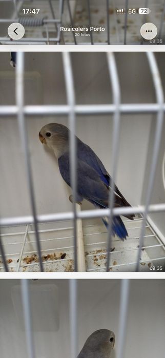 Agapornis  roseicollisn