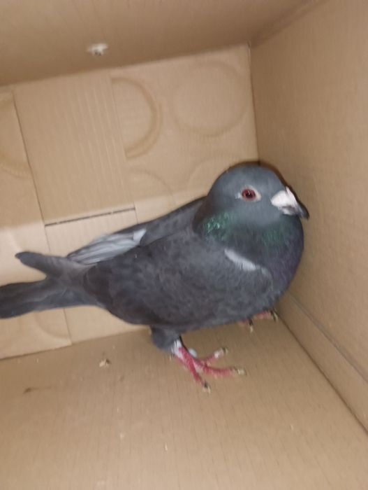 Pombos correios para venda devidamente anilhados com os respectivos ca