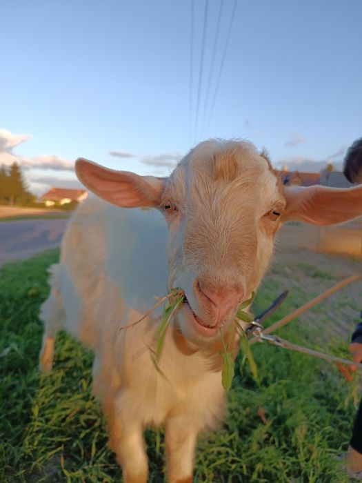 Krycie kozłem saaneńskim