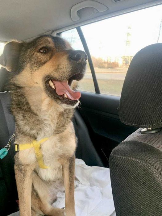 RINO poczciwy, łagodny pies. Uratowany w Bułgarii