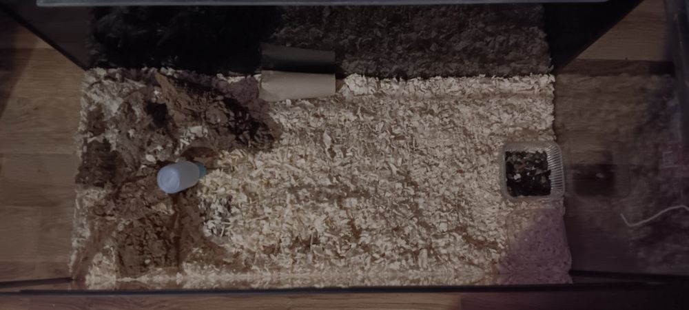 Chomik dżungarski + akwarium 105l