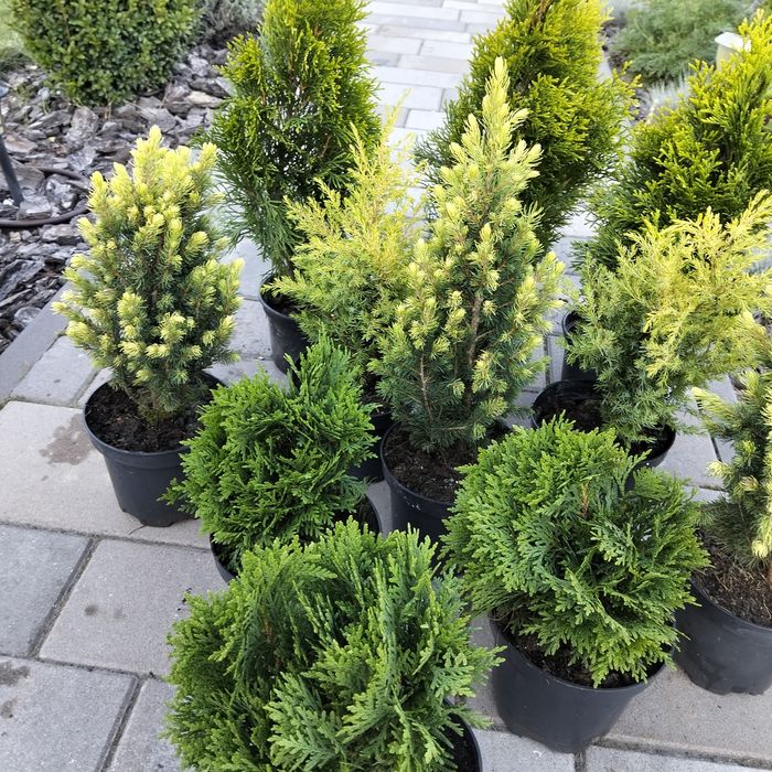 Шаровидна туя Даніка (міріам, Селена,Тінітім,Тедд,боулінг бол)і,)