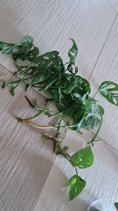 Rośliny na sprzedaż Monstera Monkey Mask, Zamiokulkas, Philodendron