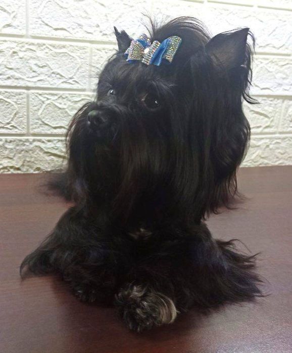 Yorkshire terrier Black Malutkie Mini Mini