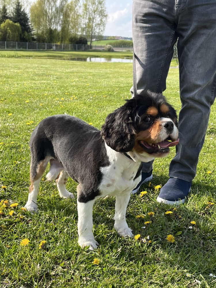 Cavalier King Charles Spaniel