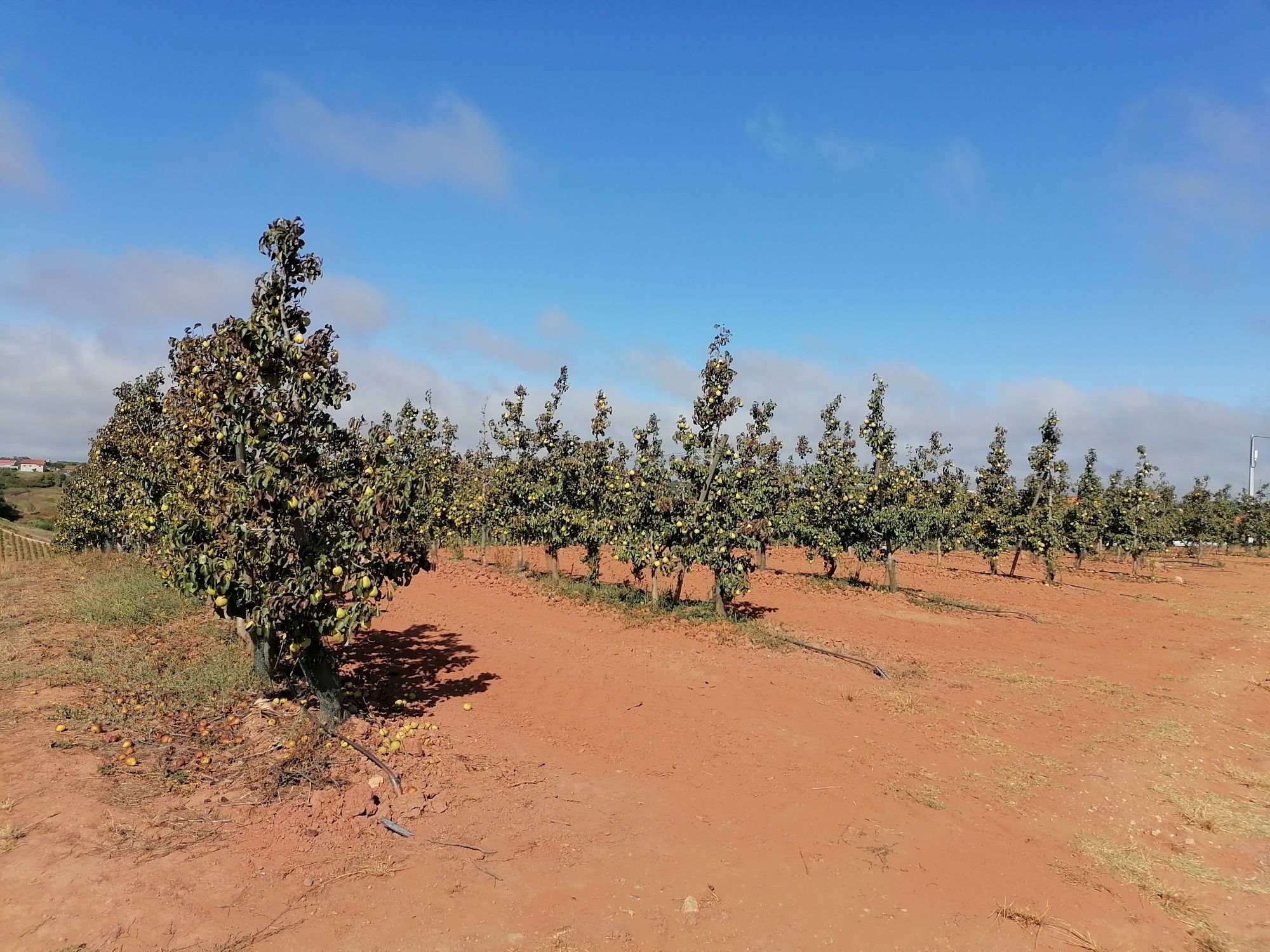 Vende-se terreno com 4560 m² com plantação de Pêra Rocha Oeste.