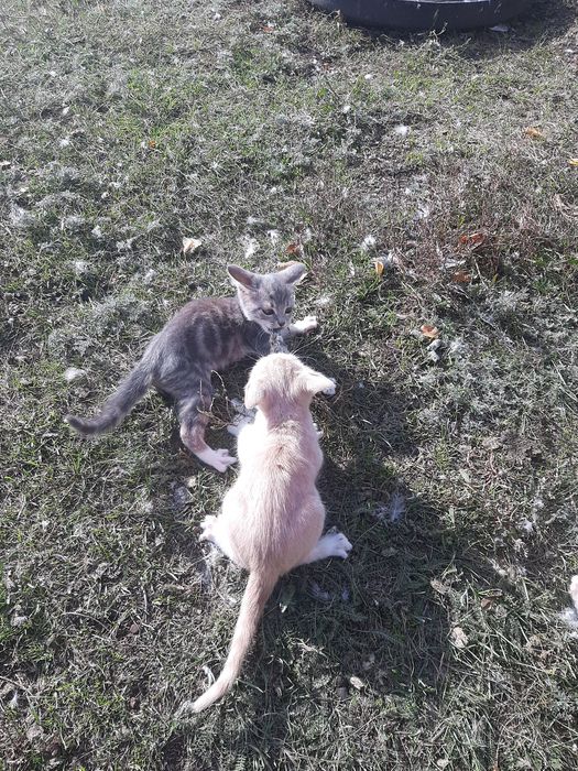 Отдам в хорошие руки. Бесплатно