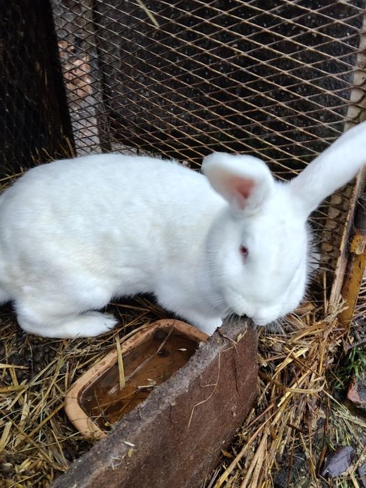 Sprzedam kruloka zwykły