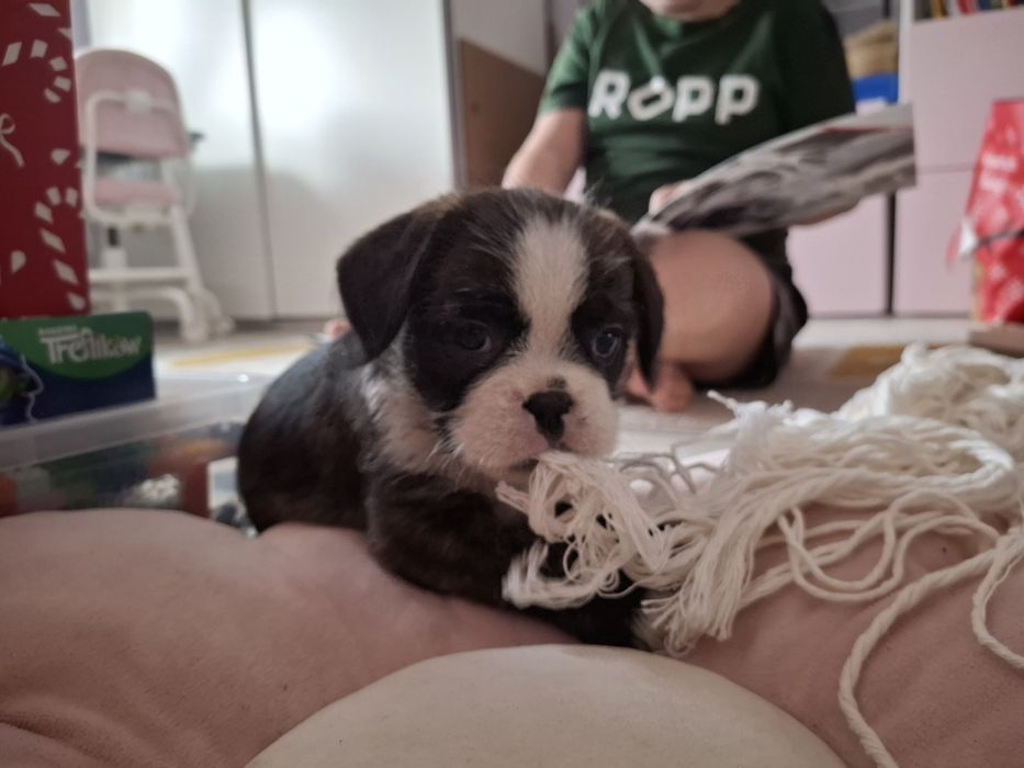 Oddam pieska tylko do dobrego domu!