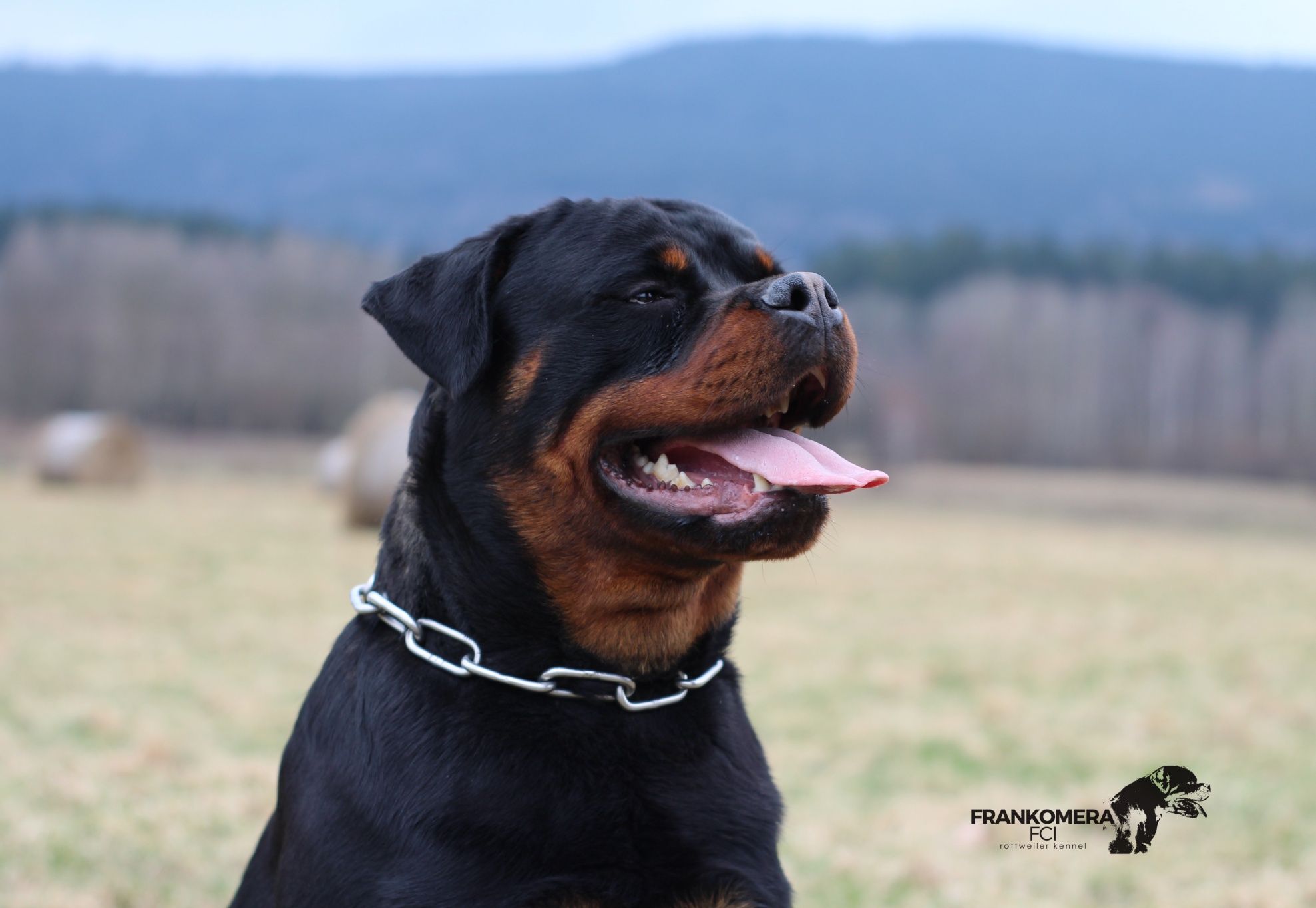Rottweiler szczenię, suczka top rodowód ZKwP