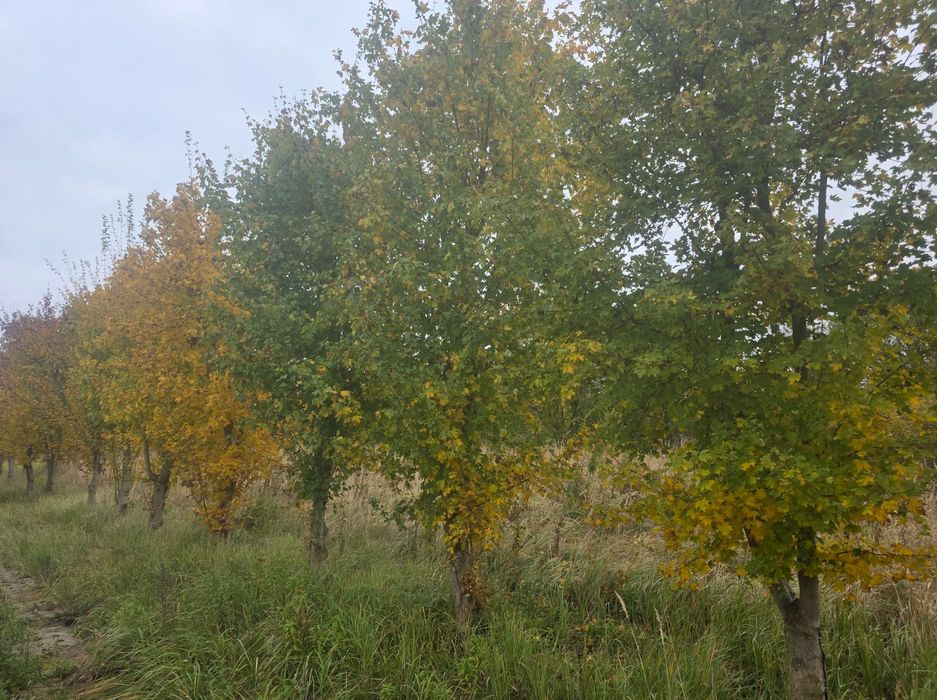 Klony wys. 6 m na aleje, do parków