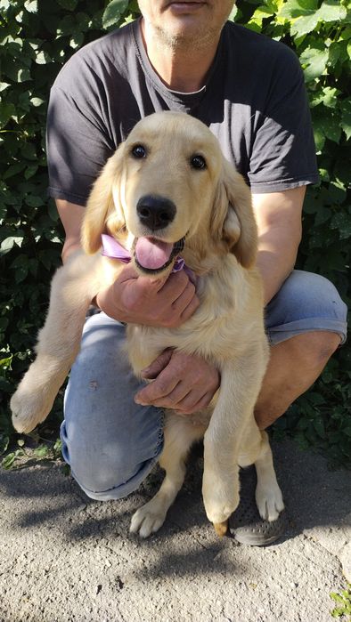 В продаже щенки золотистого ретриера