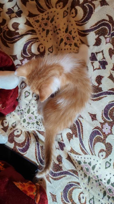 Рудий котик шукає дім