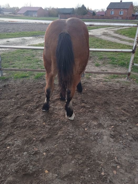 Źrebica zimnokrwista