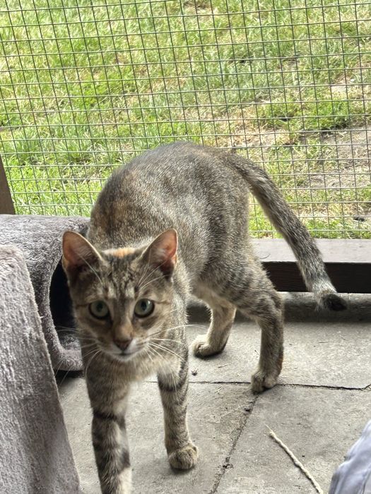 Tigra - poleca się do adopcji .