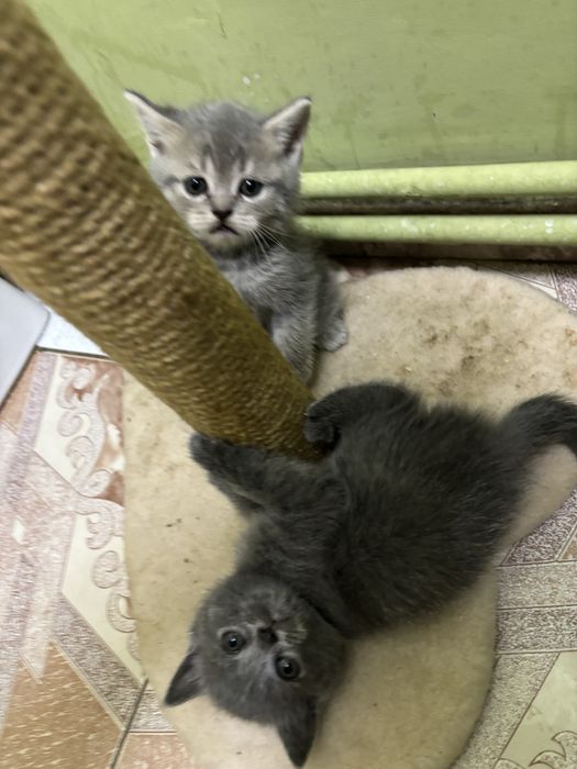 Кошенята породи «Британець» короткошерстні