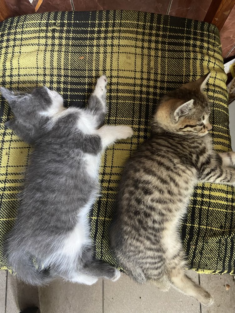 Віддам двух котиків(м.Бровари)