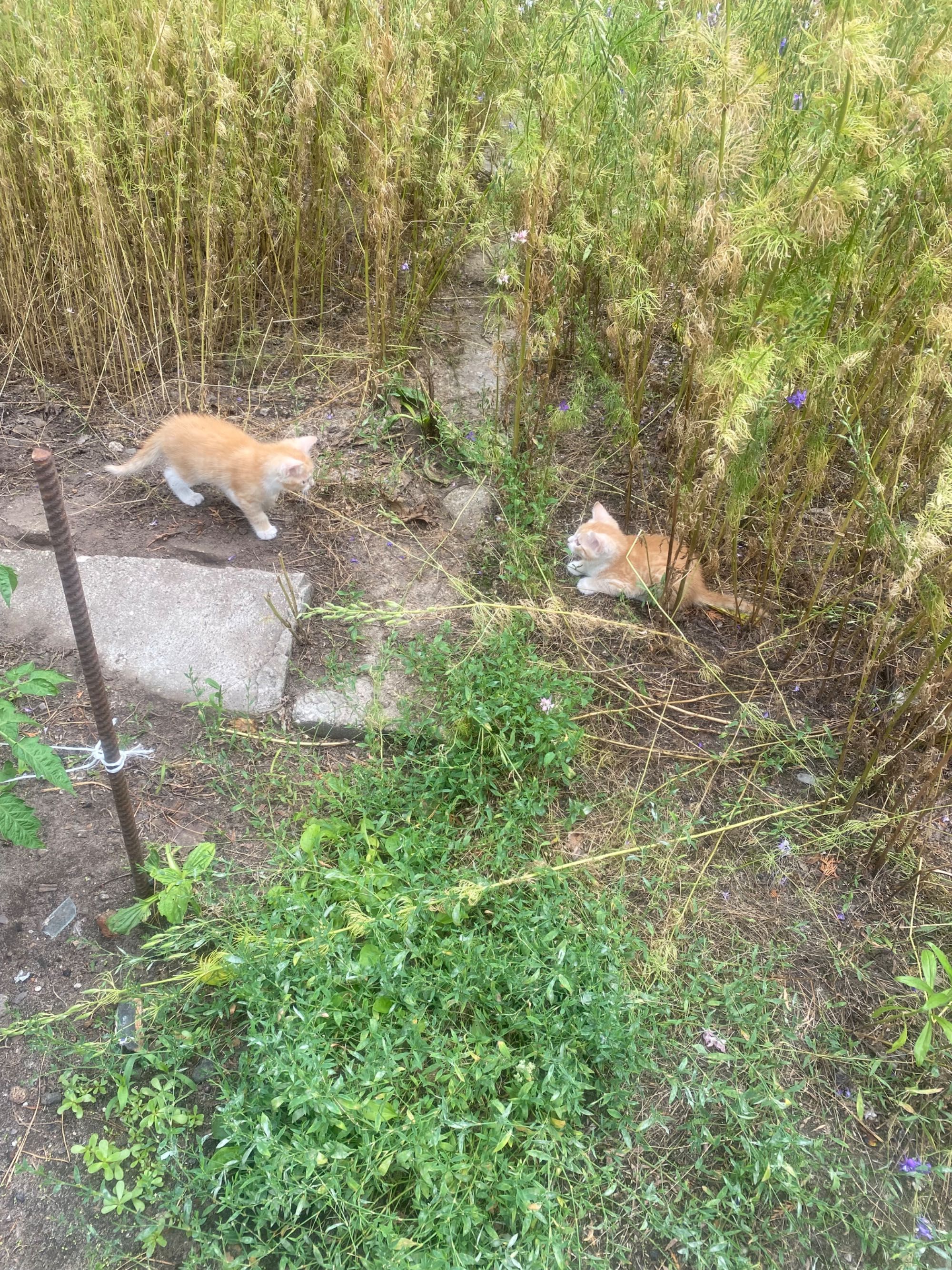 Za darmo kot rudyj