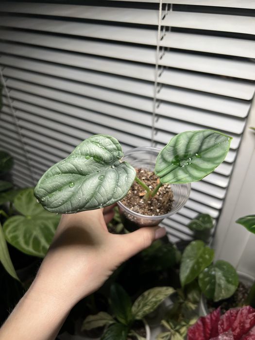 Алоказія сільвер драгон silver dragon алоказия сильвер драгон