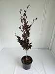 Buk czerwony Fastigiata 110 cm donica 3L