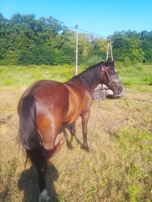 Кобила То979358573