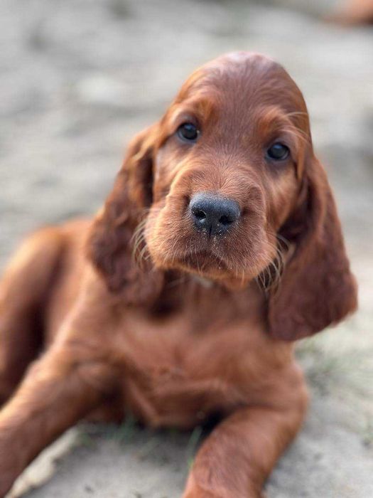 Seter Irlandzki - szczeniak- rodowód