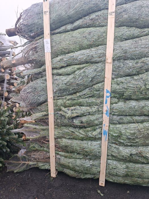 Choinki Jodła Kaukaska hurt