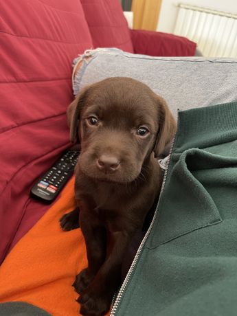 Labrador chocolate bebé