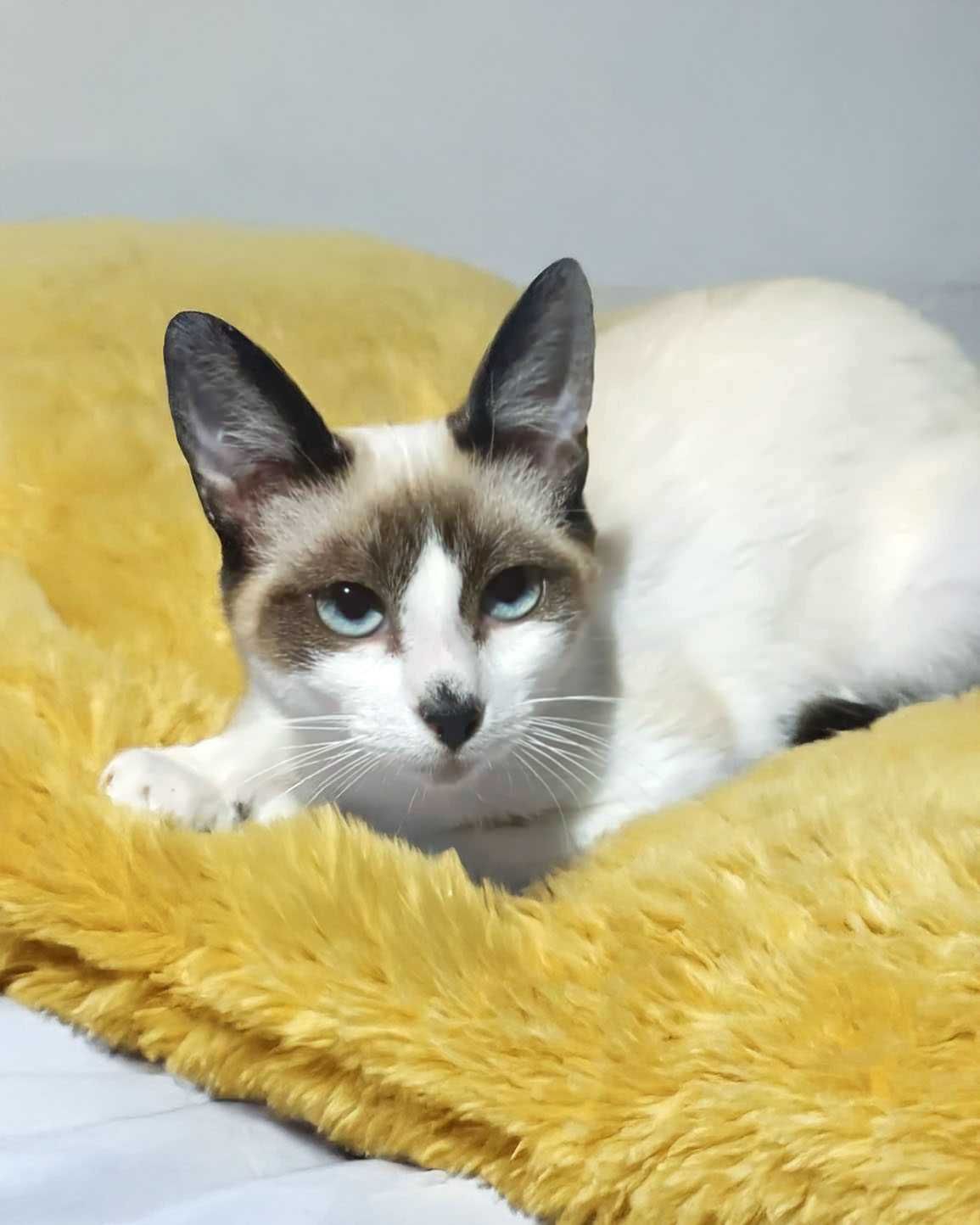 Setúbal / Margem Sul / Lisboa — JUANITA, gatinha para adoção