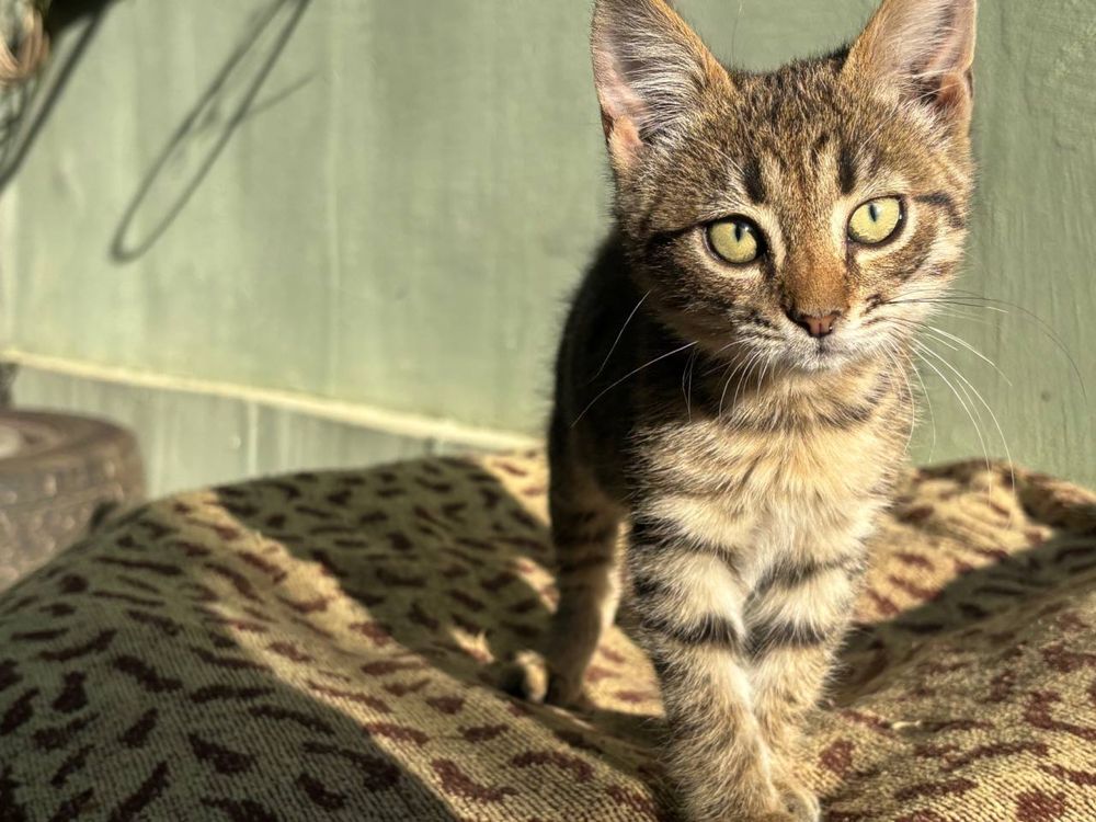 Котенок в хорошие руки