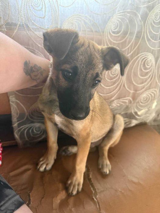 Песик три місяці не великий