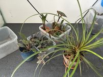Rośliny do terrarium neoregelia i inne